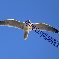 午夜DJ视频在线