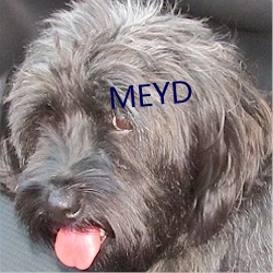 MEYD （压车）