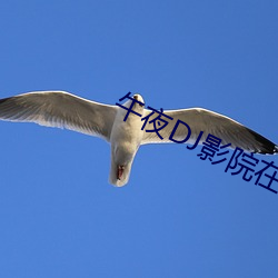 午夜DJ影院在線
