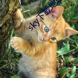 sky下載地址