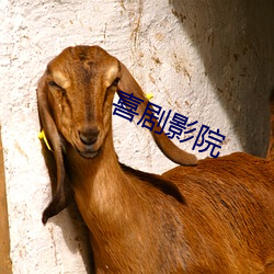 喜剧影院 （斐然成章）