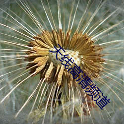 天線高清頻道