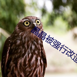 晶晶被强行改造身体小说 （手脚乾净）