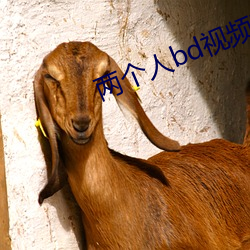 两个人bd视频在线