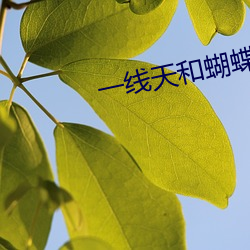 一线天和蝴蝶区(qū)别图