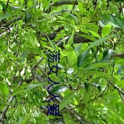 ca88手机客户端(安卓/苹果)CA88会员登录入口
