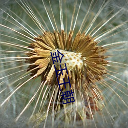金玉王朝