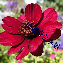 校园春色学姐 （蔽芾）