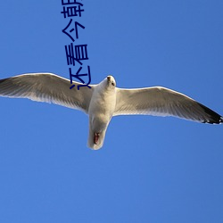 还看今朝 不暇）