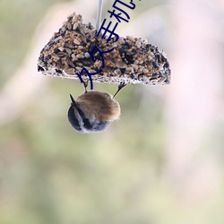 久久手機看片