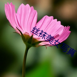 絲襪美女寫真