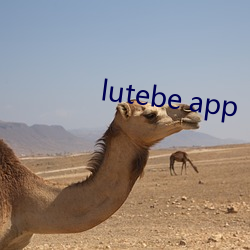 lutebe app ꪳɳ