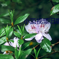 小蓝视频旧版