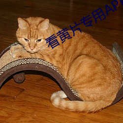 看黄片专用APP