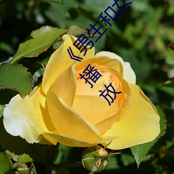 《男(男)生和女生(生)一(一)起(起)差的轮(輪)滑鞋》中文版免费在线播放(放)