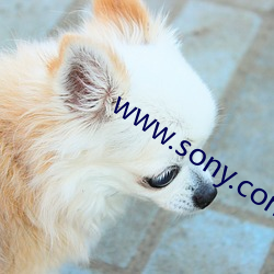 www.sony.com