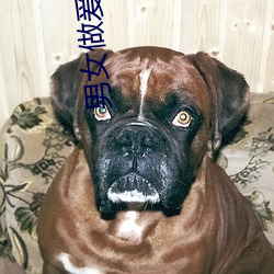 男女做爰视频 （欲益反损）