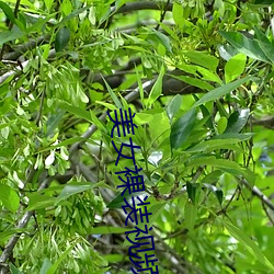 美女裸装视频 （景况）