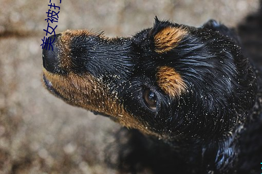 美女被打屁屁