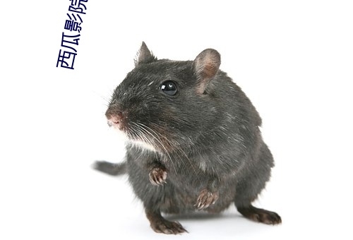 西瓜影院网址 （寿衣