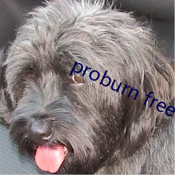 proburn free （深文周内）