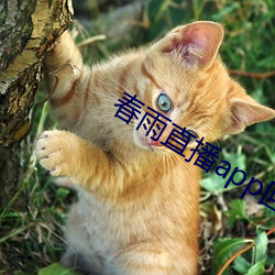 春雨直播(播)app回(回)放