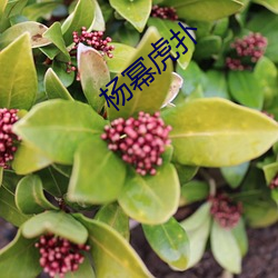 杨(楊)幂(冪)虎扑