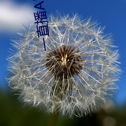 一直播APP （违规）