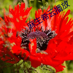 麻生希雲播放