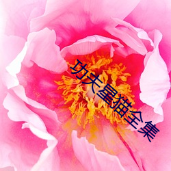 功夫(fū)星猫全(quán)集(jí)