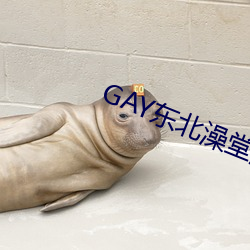 GAY东(東)北澡堂激情2023